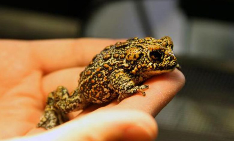 Фото - Экологи предостерегли американцев от модного облизывания жаб