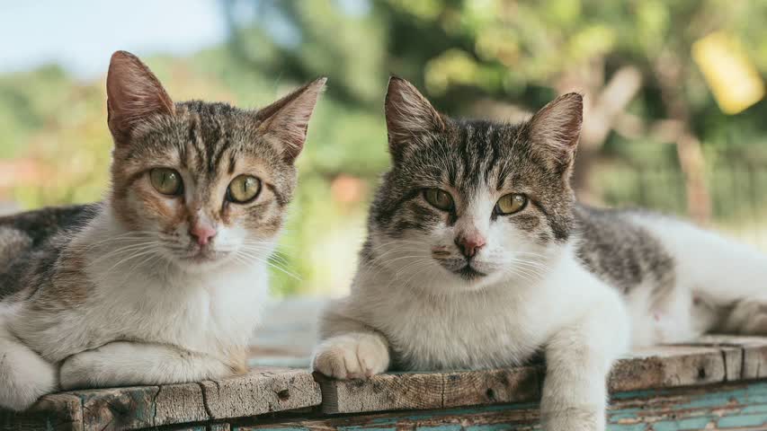 Фото - Найден новый способ побороть аллергию на кошек