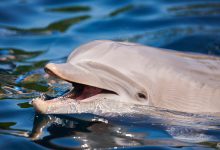 Фото - Океанолог Агафонов объяснил, каковы шансы выпущенных в море из крымского дельфинария афалин выжить