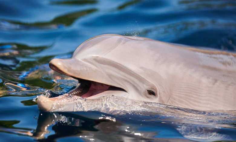 Фото - Океанолог Агафонов объяснил, каковы шансы выпущенных в море из крымского дельфинария афалин выжить