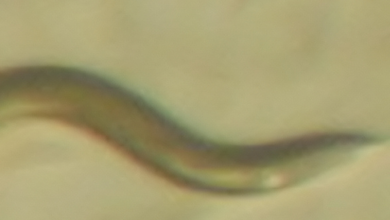 Фото - Ученые обнаружили человеческий ген у прозрачных червей