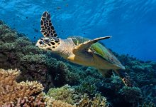 Фото - Ученые обнаружили вымершую морскую черепаху длиной почти в четыре метра
