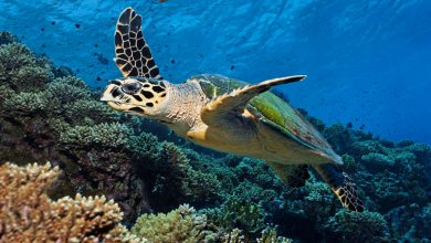 Фото - Ученые обнаружили вымершую морскую черепаху длиной почти в четыре метра