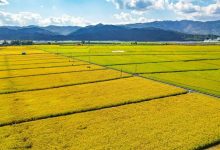 Фото - В Китае вывели многолетний рис, способный давать до 10 богатых урожаев
