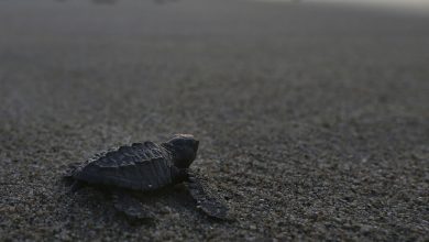 Фото - Зоозащитники заявили, что редкий вид черепах полностью исчезнет из-за сексуальных суеверий людей