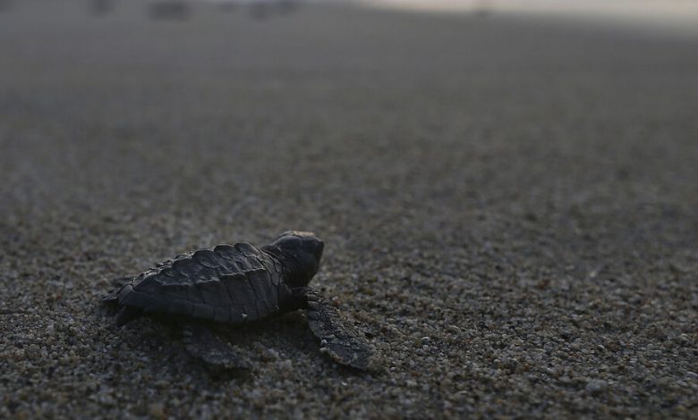 Фото - Зоозащитники заявили, что редкий вид черепах полностью исчезнет из-за сексуальных суеверий людей